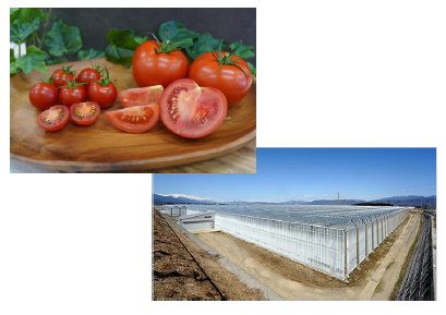 画像：(左)同園が栽培・販売するミニトマト。ほどよい甘さとさわやかな酸味のバランスがとれた味わいが特徴です (右)約5haの広さを誇り、年間約1,700トンのトマトを栽培しているガラスハウス