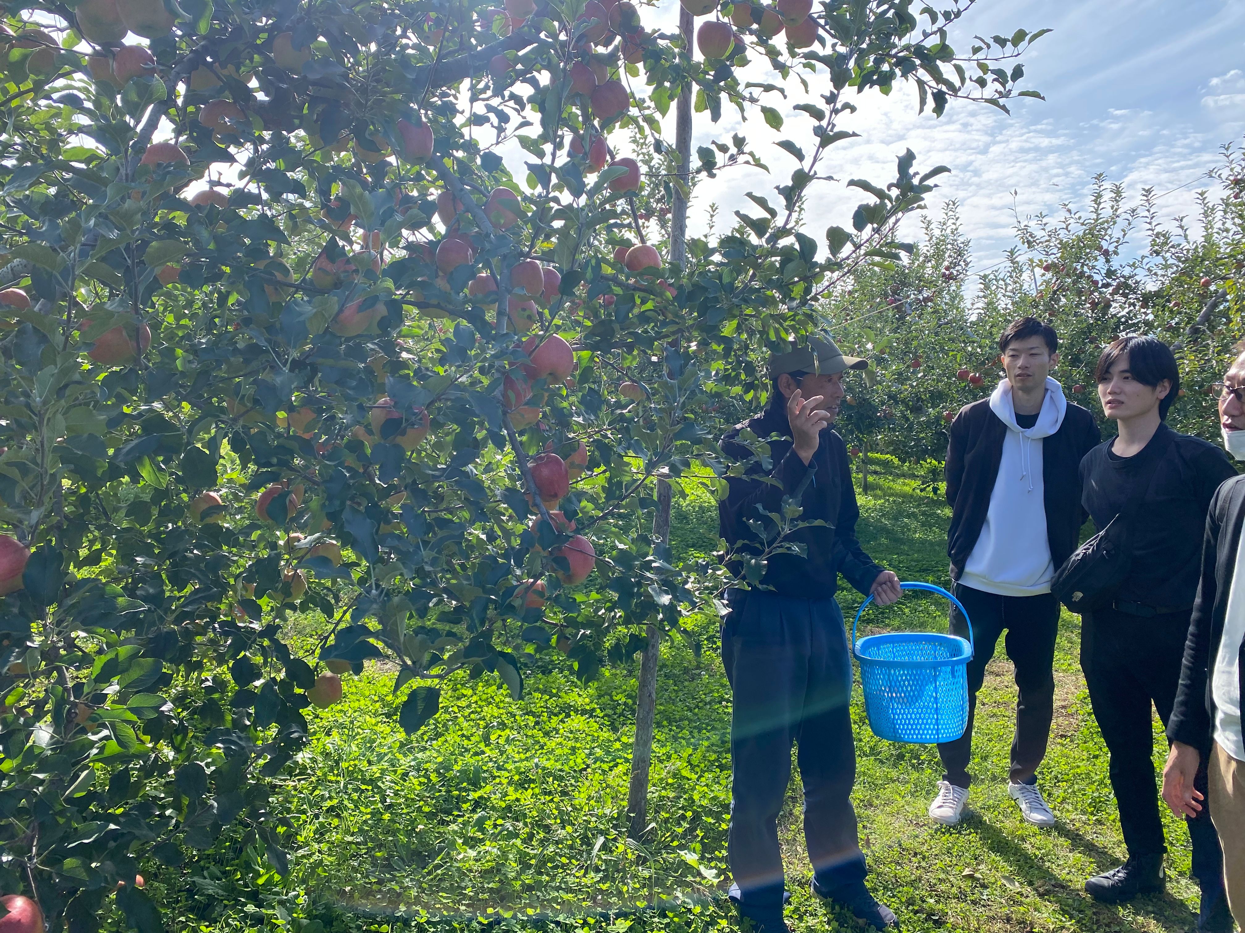 りんご農家ツアー1の画像です