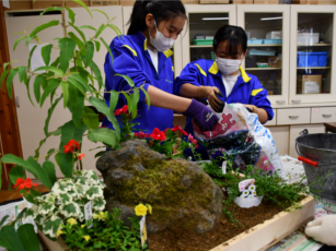 ミニ庭園づくり2の画像です