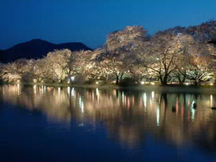 夜桜の写真